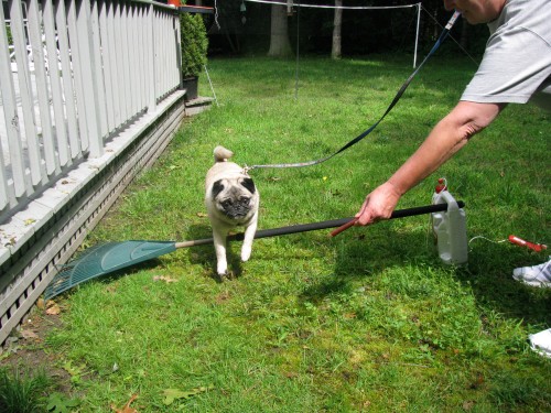 Here I am obeying the jump command for Grandma. Mom loved watching me as I cleared the poorly constructed jump course.